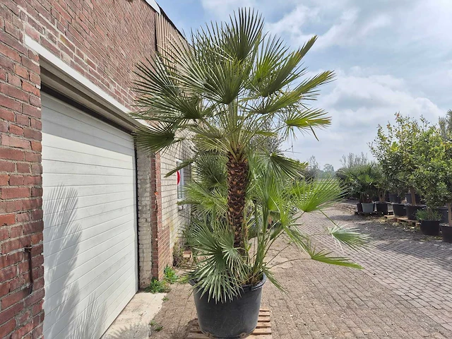 Europese dwergpalm xl meerstammig - chamaerops humilis - hoogte ca. 300 cm - afbeelding 7 van  7
