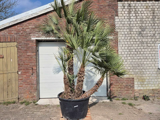 Europese dwergpalm xl meerstammig - chamaerops humilis - hoogte ca. 300 cm - afbeelding 1 van  7
