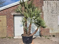 Europese dwergpalm xl meerstammig - chamaerops humilis - hoogte ca. 300 cm - afbeelding 1 van  7