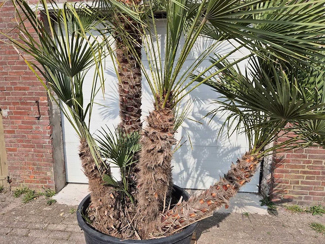 Europese dwergpalm xl meerstammig - chamaerops humilis - hoogte ca. 300 cm - afbeelding 2 van  7