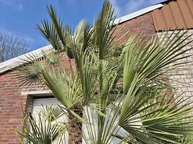 Europese dwergpalm xl meerstammig - chamaerops humilis - hoogte ca. 300 cm - afbeelding 3 van  7