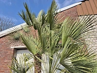 Europese dwergpalm xl meerstammig - chamaerops humilis - hoogte ca. 300 cm - afbeelding 3 van  7