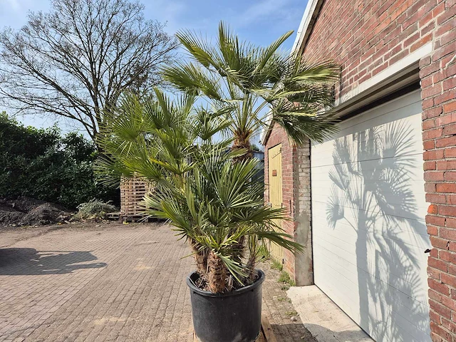 Europese dwergpalm xl meerstammig - chamaerops humilis - hoogte ca. 300 cm - afbeelding 4 van  7