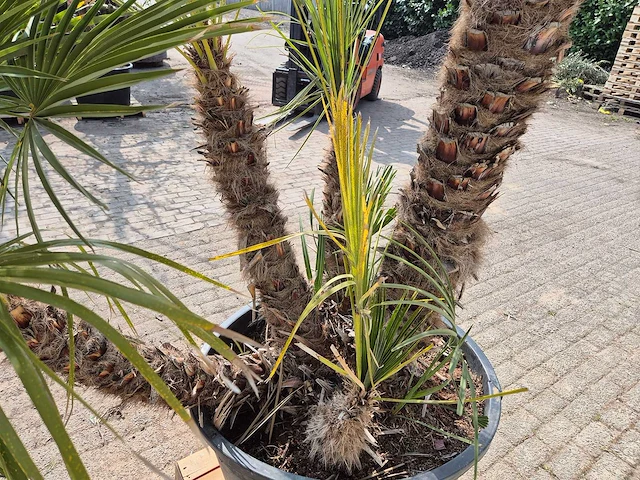 Europese dwergpalm xl meerstammig - chamaerops humilis - hoogte ca. 300 cm - afbeelding 5 van  7