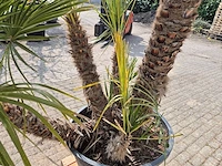 Europese dwergpalm xl meerstammig - chamaerops humilis - hoogte ca. 300 cm - afbeelding 5 van  7