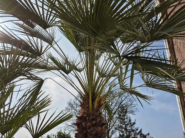 Europese dwergpalm xl meerstammig - chamaerops humilis - hoogte ca. 300 cm - afbeelding 6 van  7