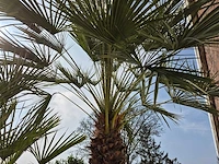 Europese dwergpalm xl meerstammig - chamaerops humilis - hoogte ca. 300 cm - afbeelding 6 van  7