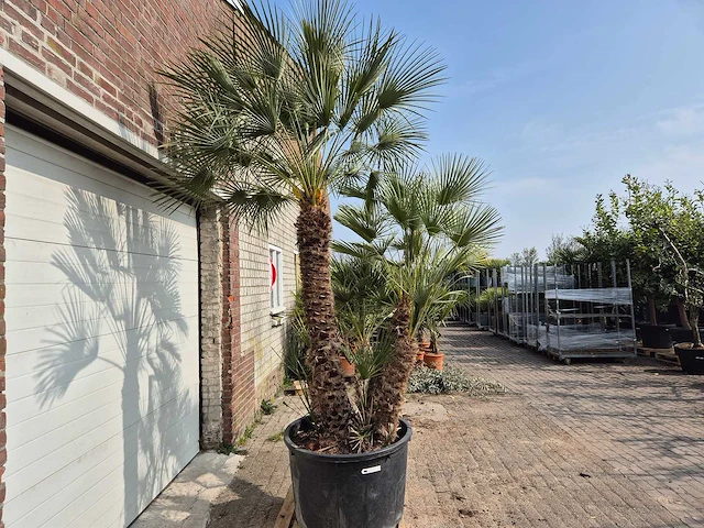 Europese dwergpalm xl meerstammig - chamaerops humilis - hoogte ca. 300 cm - afbeelding 7 van  7