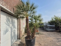 Europese dwergpalm xl meerstammig - chamaerops humilis - hoogte ca. 300 cm - afbeelding 7 van  7