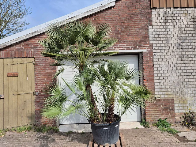 Europese dwergpalm xl meerstammig - chamaerops humilis - hoogte ca. 300 cm - afbeelding 1 van  7