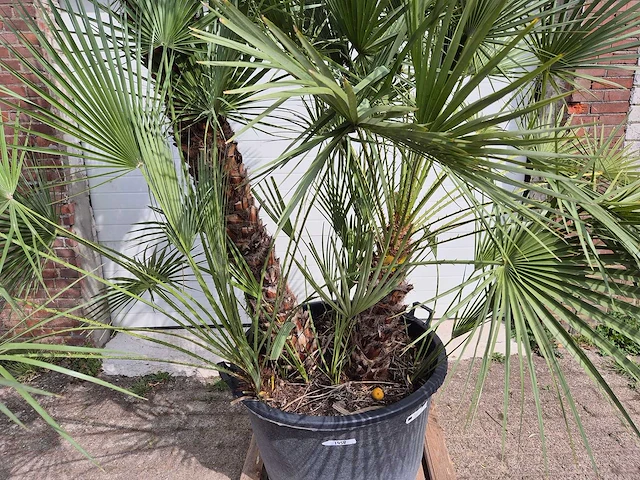 Europese dwergpalm xl meerstammig - chamaerops humilis - hoogte ca. 300 cm - afbeelding 2 van  7
