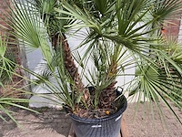 Europese dwergpalm xl meerstammig - chamaerops humilis - hoogte ca. 300 cm - afbeelding 2 van  7
