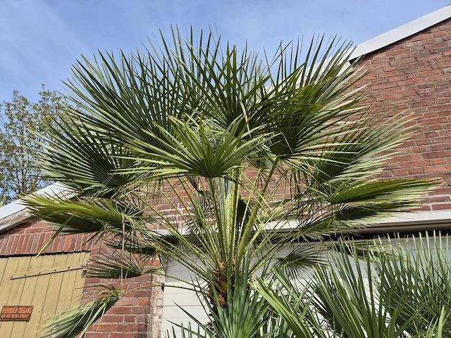 Europese dwergpalm xl meerstammig - chamaerops humilis - hoogte ca. 300 cm - afbeelding 3 van  7