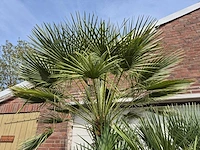 Europese dwergpalm xl meerstammig - chamaerops humilis - hoogte ca. 300 cm - afbeelding 3 van  7