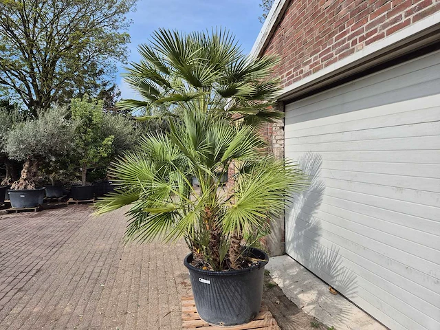 Europese dwergpalm xl meerstammig - chamaerops humilis - hoogte ca. 300 cm - afbeelding 4 van  7