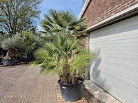 Europese dwergpalm xl meerstammig - chamaerops humilis - hoogte ca. 300 cm - afbeelding 4 van  7