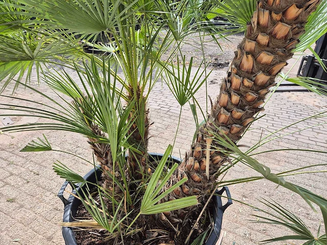 Europese dwergpalm xl meerstammig - chamaerops humilis - hoogte ca. 300 cm - afbeelding 5 van  7