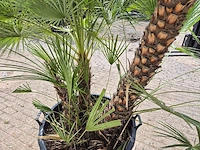 Europese dwergpalm xl meerstammig - chamaerops humilis - hoogte ca. 300 cm - afbeelding 5 van  7
