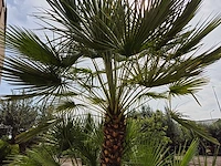 Europese dwergpalm xl meerstammig - chamaerops humilis - hoogte ca. 300 cm - afbeelding 6 van  7