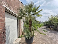 Europese dwergpalm xl meerstammig - chamaerops humilis - hoogte ca. 300 cm - afbeelding 7 van  7