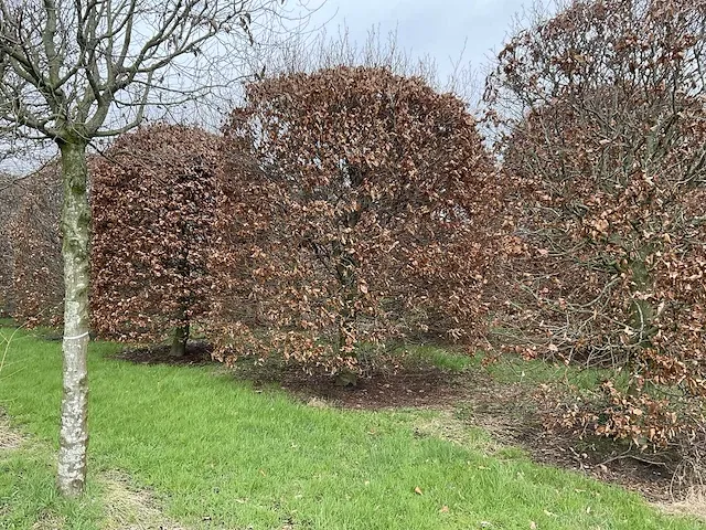 Fagus sylvatica bijenkorf - afbeelding 1 van  4