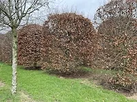 Fagus sylvatica bijenkorf