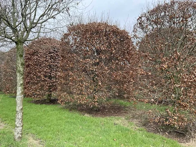 Fagus sylvatica bijenkorf - afbeelding 2 van  4