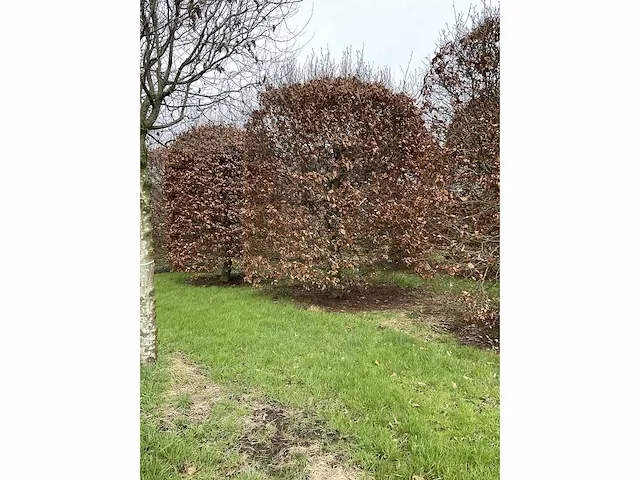 Fagus sylvatica bijenkorf - afbeelding 3 van  4