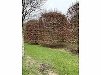 Fagus sylvatica bijenkorf - afbeelding 3 van  4
