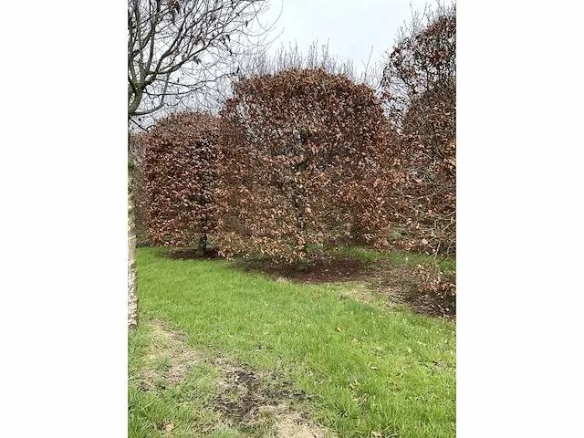 Fagus sylvatica bijenkorf - afbeelding 4 van  4
