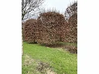 Fagus sylvatica bijenkorf - afbeelding 4 van  4