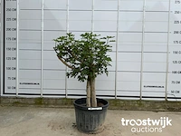 Ficus carica premium