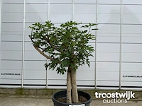 Ficus carica premium - afbeelding 2 van  5