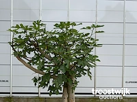 Ficus carica premium - afbeelding 3 van  5