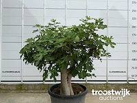 Ficus carica premium - afbeelding 2 van  7