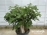 Ficus carica premium - afbeelding 3 van  7