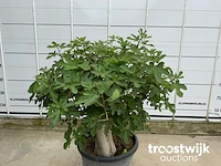 Ficus carica premium - afbeelding 4 van  7