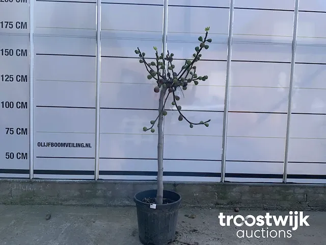 Ficus carica vijgenboom - afbeelding 1 van  7