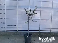 Ficus carica vijgenboom - afbeelding 1 van  7
