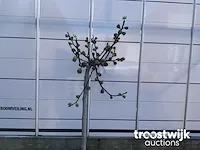 Ficus carica vijgenboom - afbeelding 2 van  7