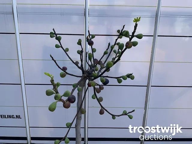 Ficus carica vijgenboom - afbeelding 3 van  7