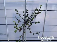 Ficus carica vijgenboom - afbeelding 3 van  7