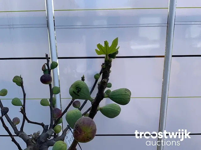 Ficus carica vijgenboom - afbeelding 4 van  7
