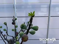 Ficus carica vijgenboom - afbeelding 4 van  7