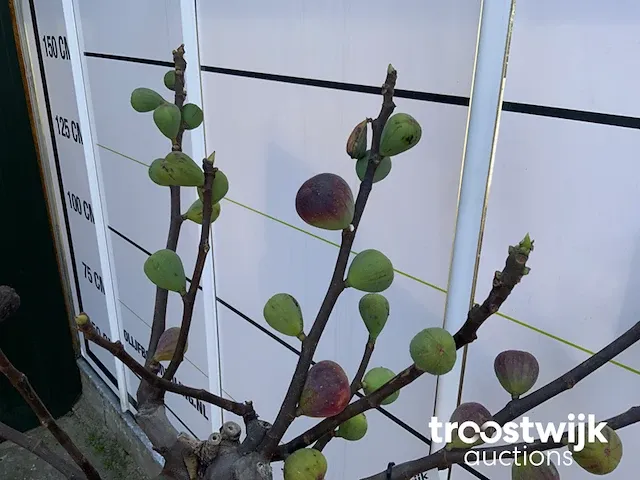 Ficus carica vijgenboom - afbeelding 5 van  7