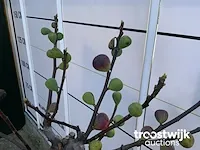 Ficus carica vijgenboom - afbeelding 5 van  7