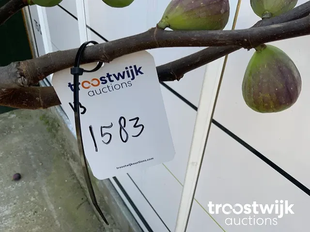 Ficus carica vijgenboom - afbeelding 6 van  7