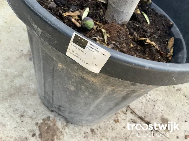 Ficus carica vijgenboom - afbeelding 7 van  7