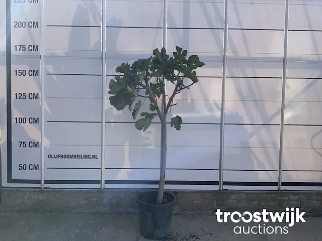 Ficus carica vijgenboom - afbeelding 1 van  5