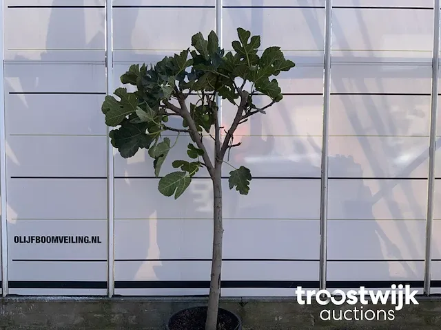 Ficus carica vijgenboom - afbeelding 2 van  5